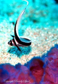 Drum behind sponge taken in Grand Cayman w/N90s, 105mm le... by Beverly Speed 